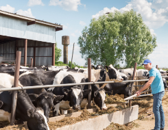 CAFOs & Agriculture